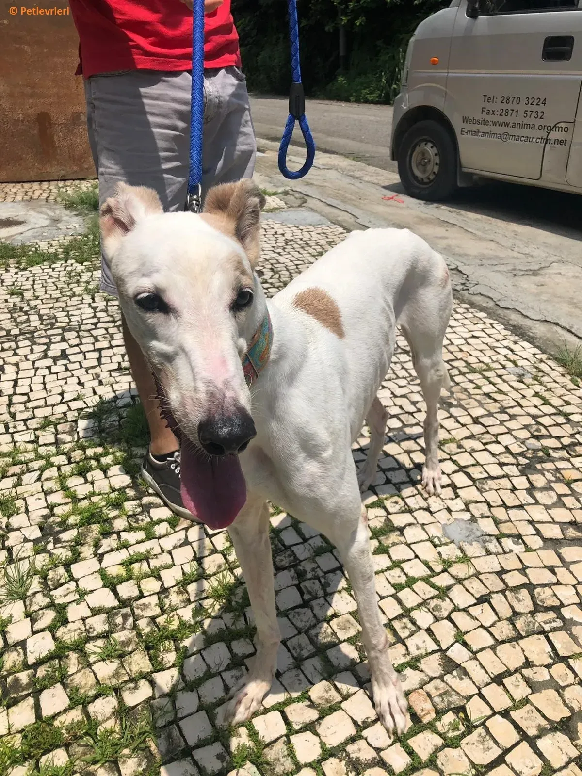 Iggyiggs adozione levrieri greyhound macao 5