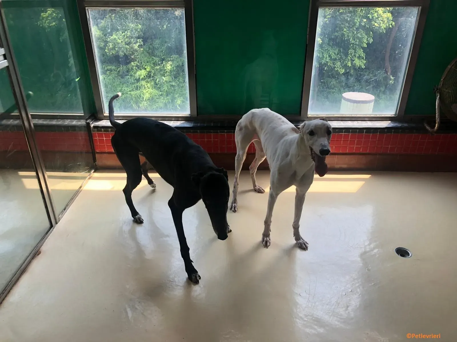 Iggyiggs adozione levrieri greyhound macao 6