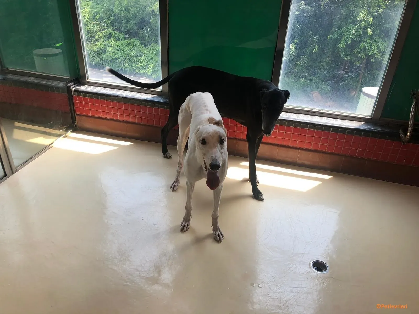 Iggyiggs adozione levrieri greyhound macao 7