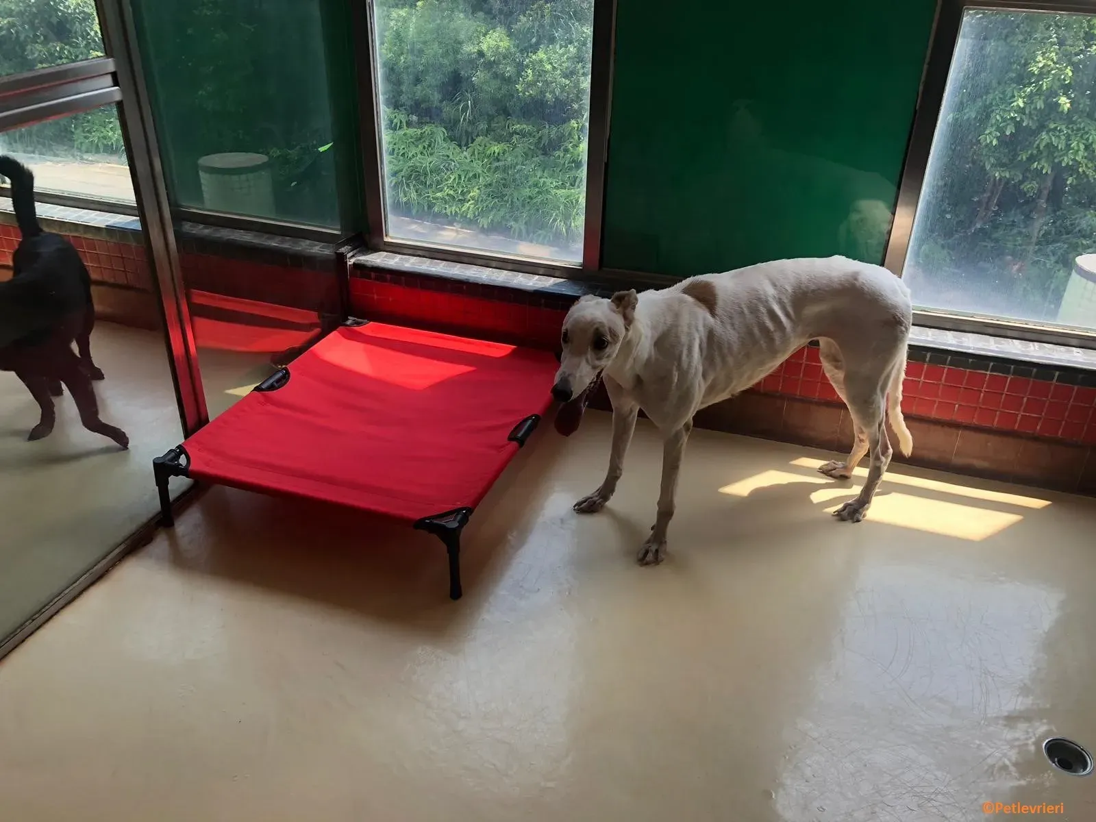 Iggyiggs adozione levrieri greyhound macao 8