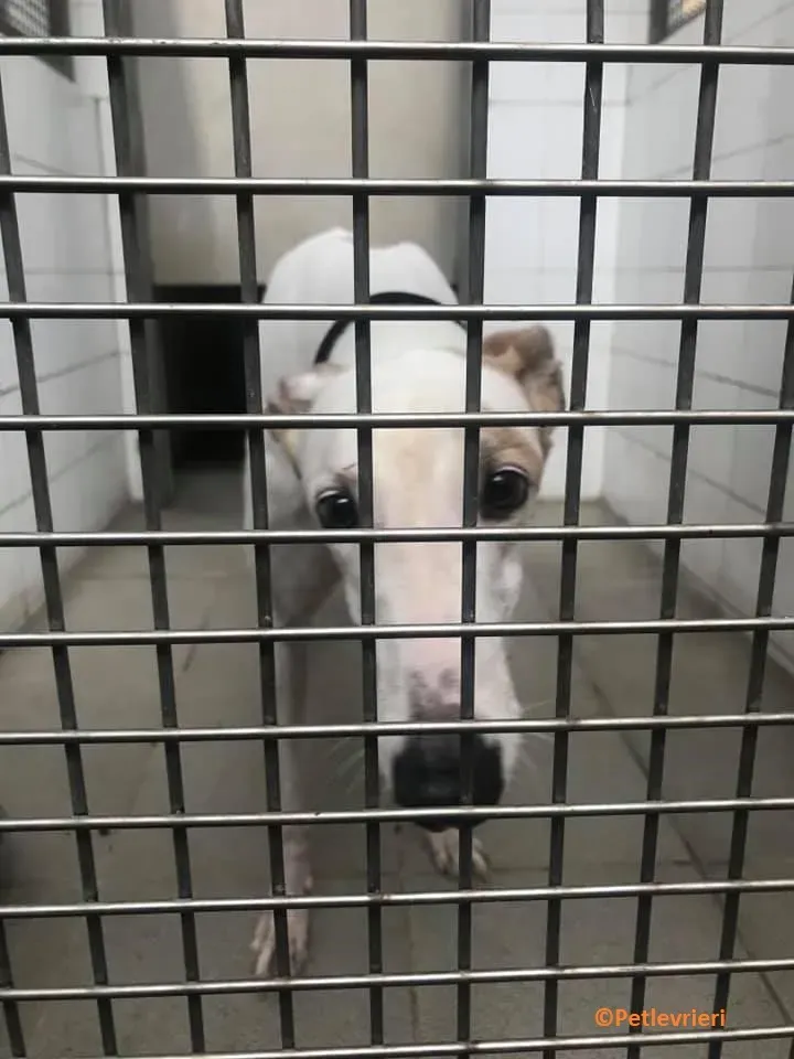 Iggyiggs adozione levrieri greyhound macao 9
