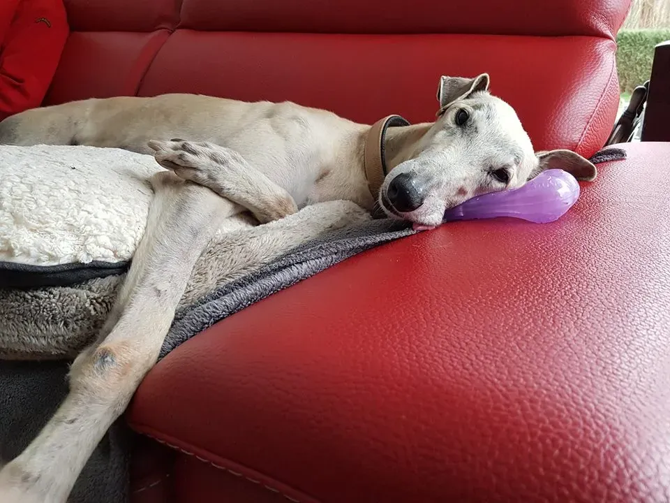 Imagination One adozione greyhound macao 1