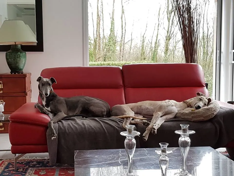 Imagination One adozione greyhound macao 2