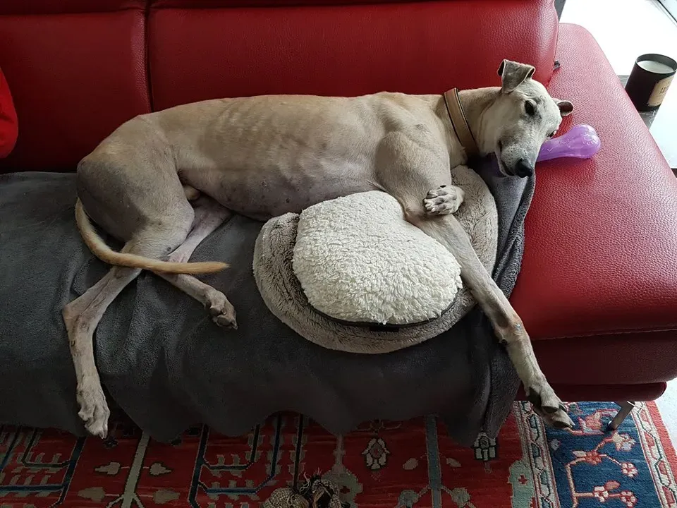 Imagination One adozione greyhound macao