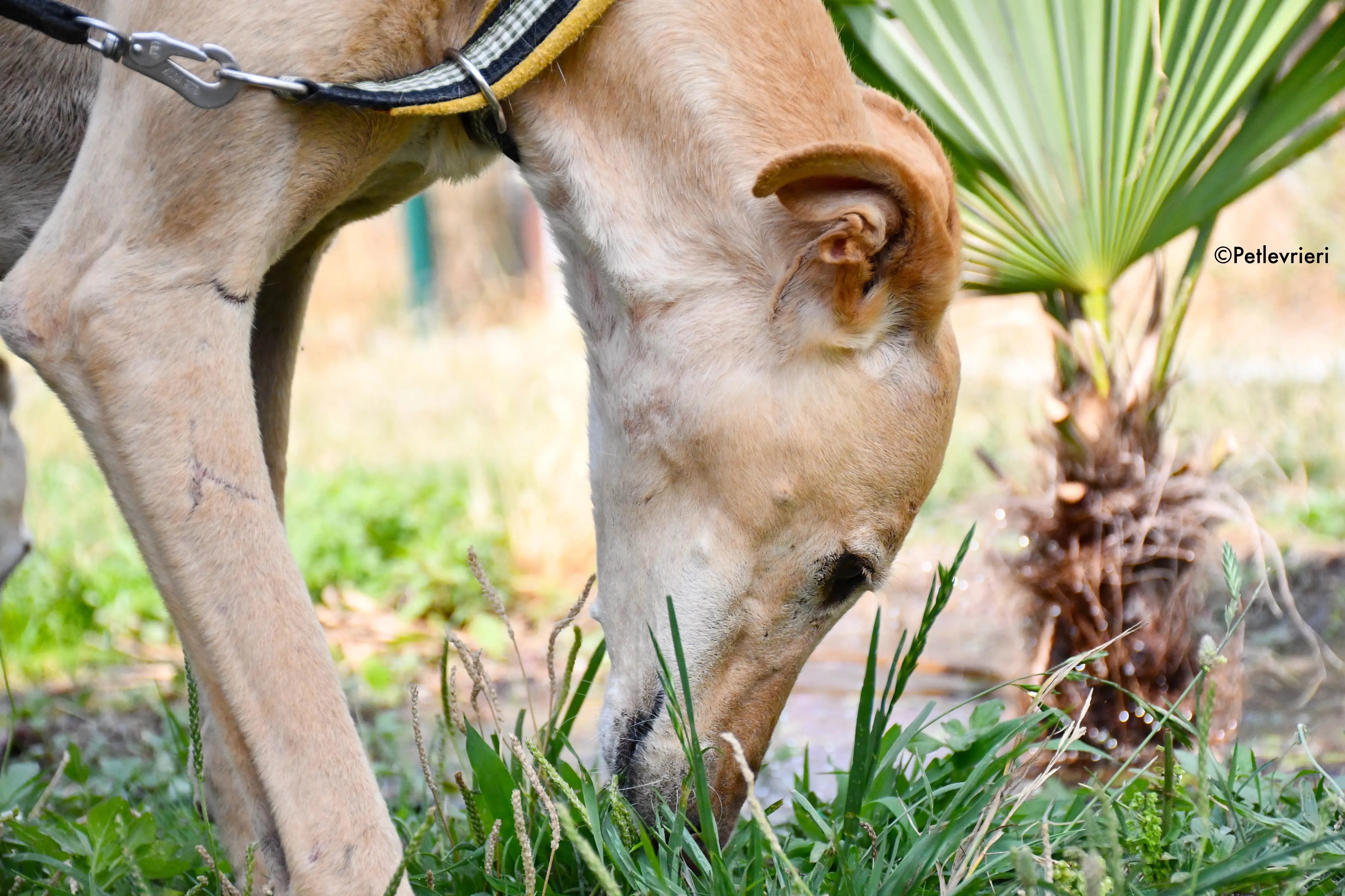India adozione levrieri galgo 3