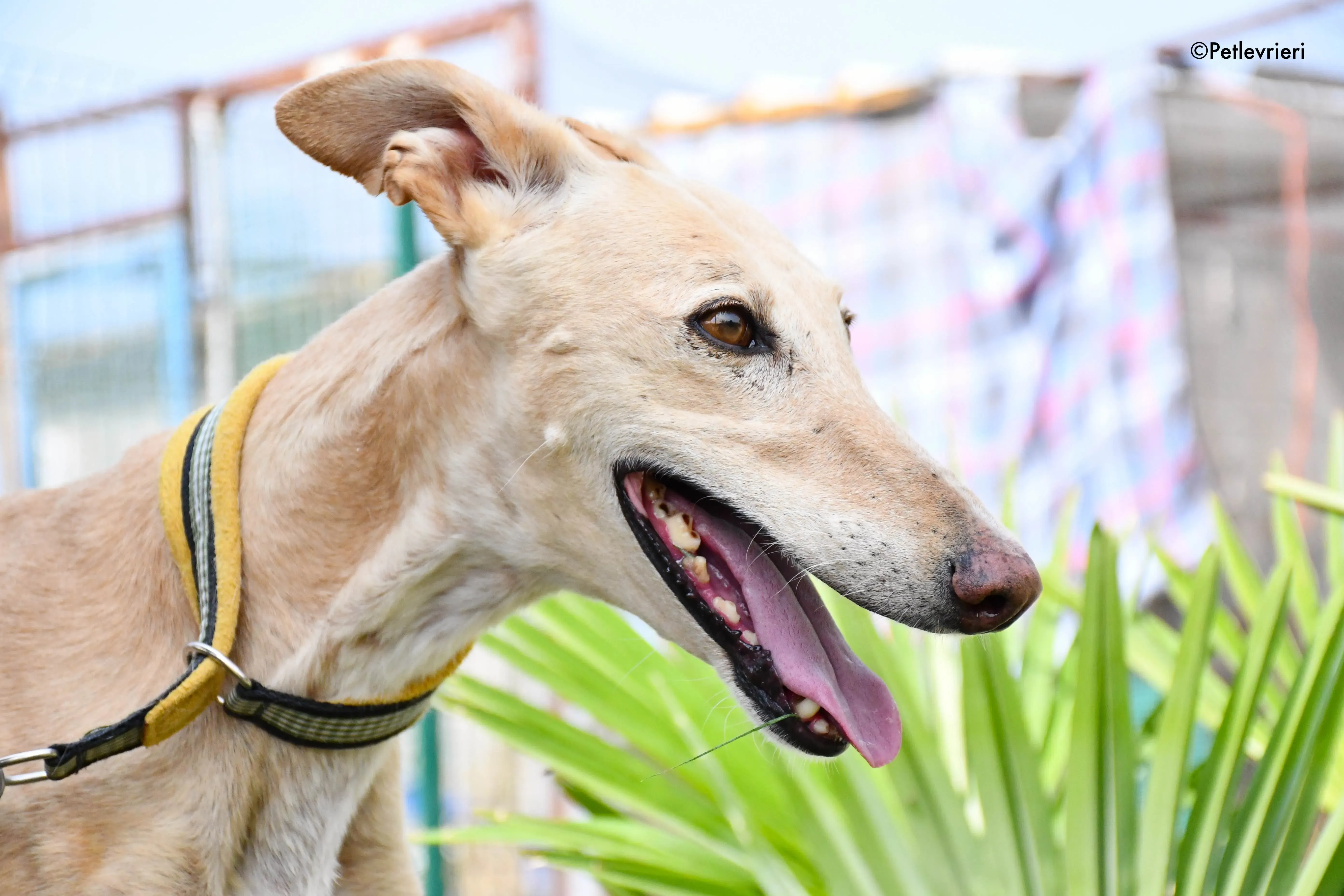 India adozione levrieri galgo 5