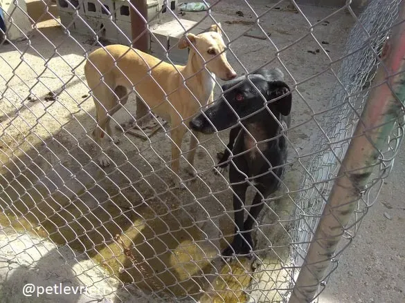 India eros abbandono