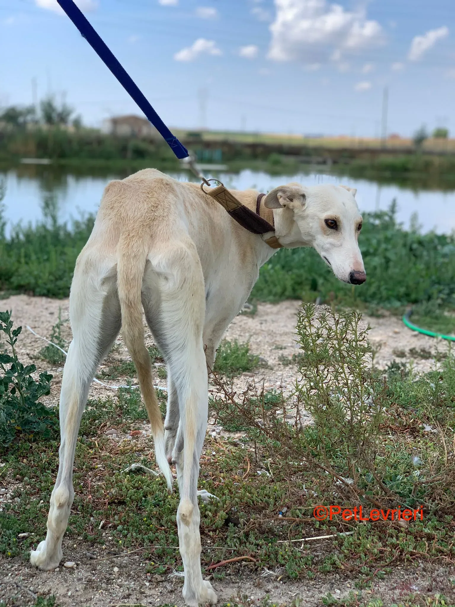 Indira adozione galgo pet levrieri onlus 1
