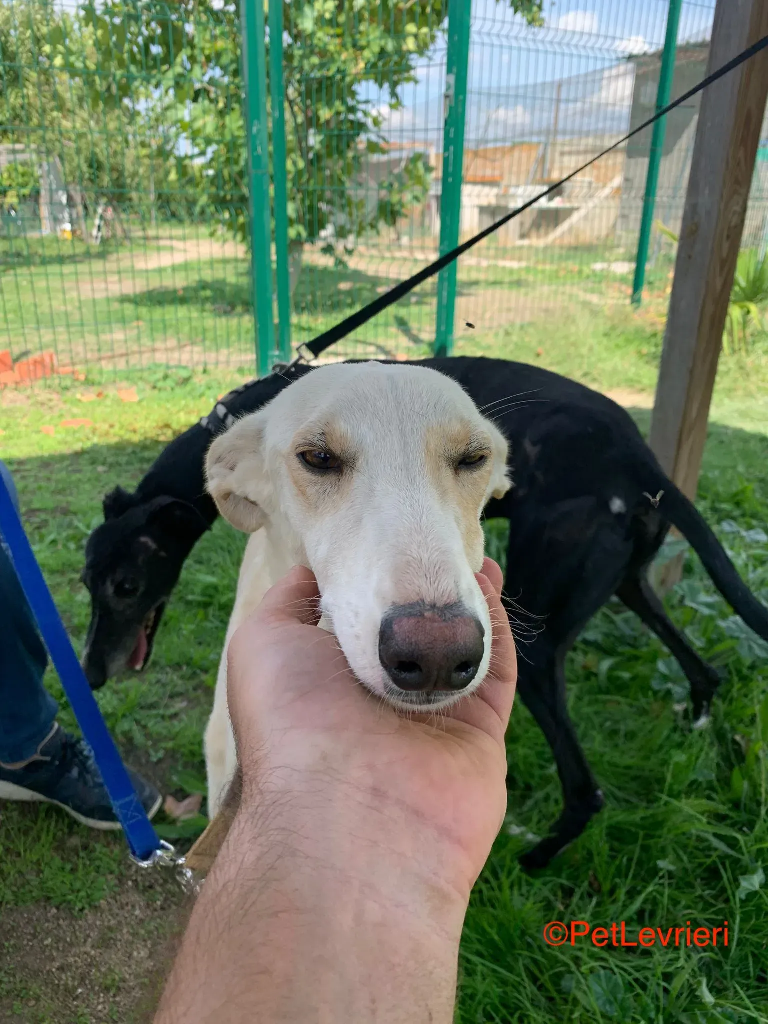 Indira adozione galgo pet levrieri onlus 2