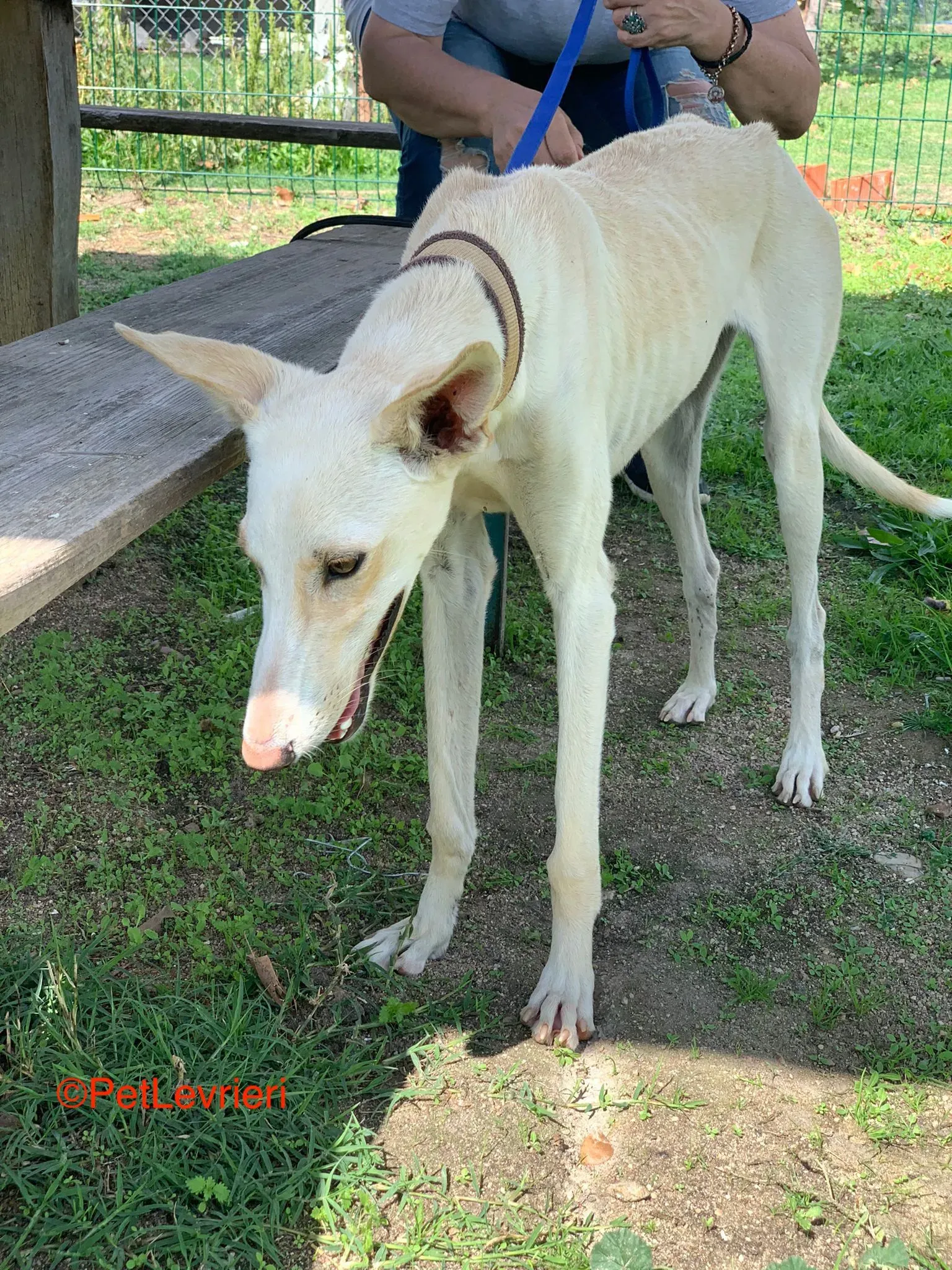 Indira adozione galgo pet levrieri onlus 3