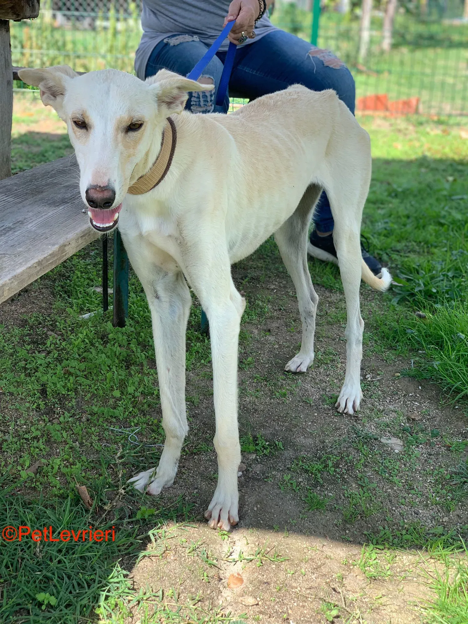 Indira adozione galgo pet levrieri onlus 4