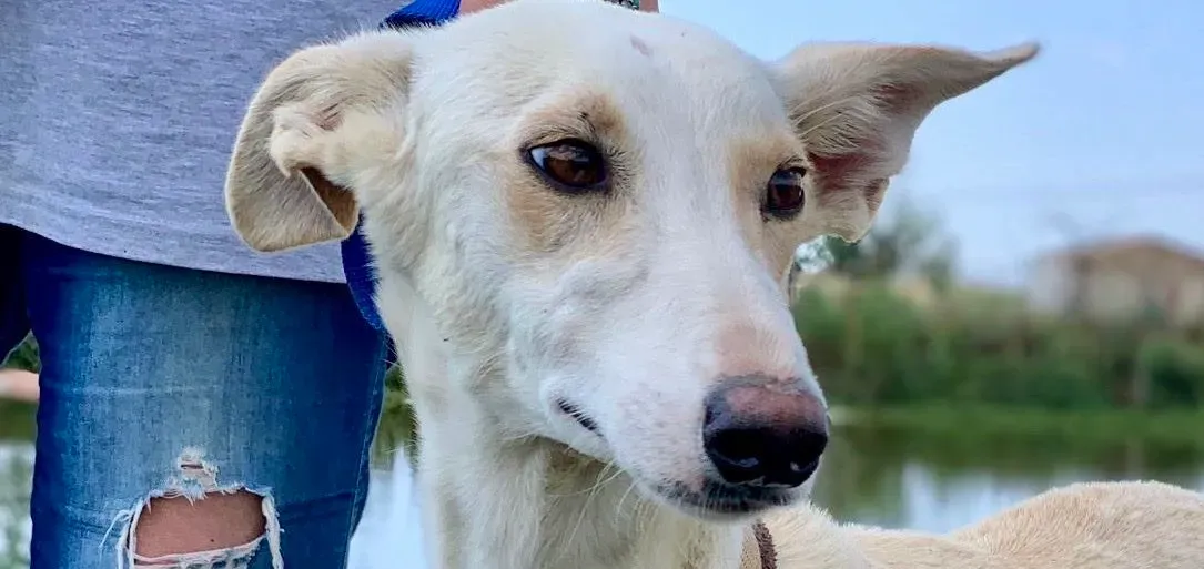 Indira adozione galgo pet levrieri onlus 5 e1695287725110