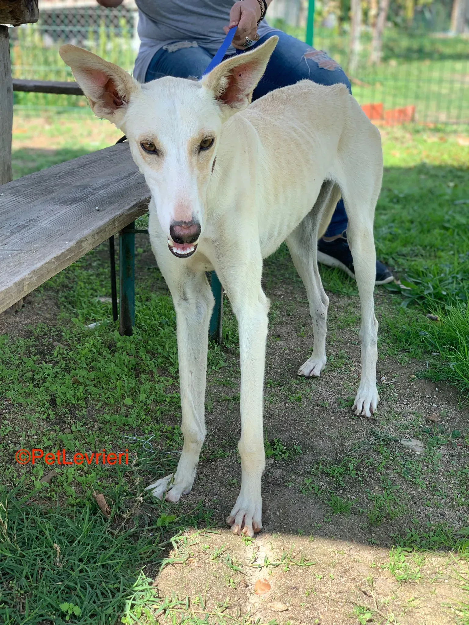 Indira adozione galgo pet levrieri onlus 6