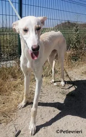 Indira galgo adozione pet levrieri onlus 1