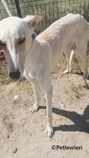 Indira galgo adozione pet levrieri onlus 3