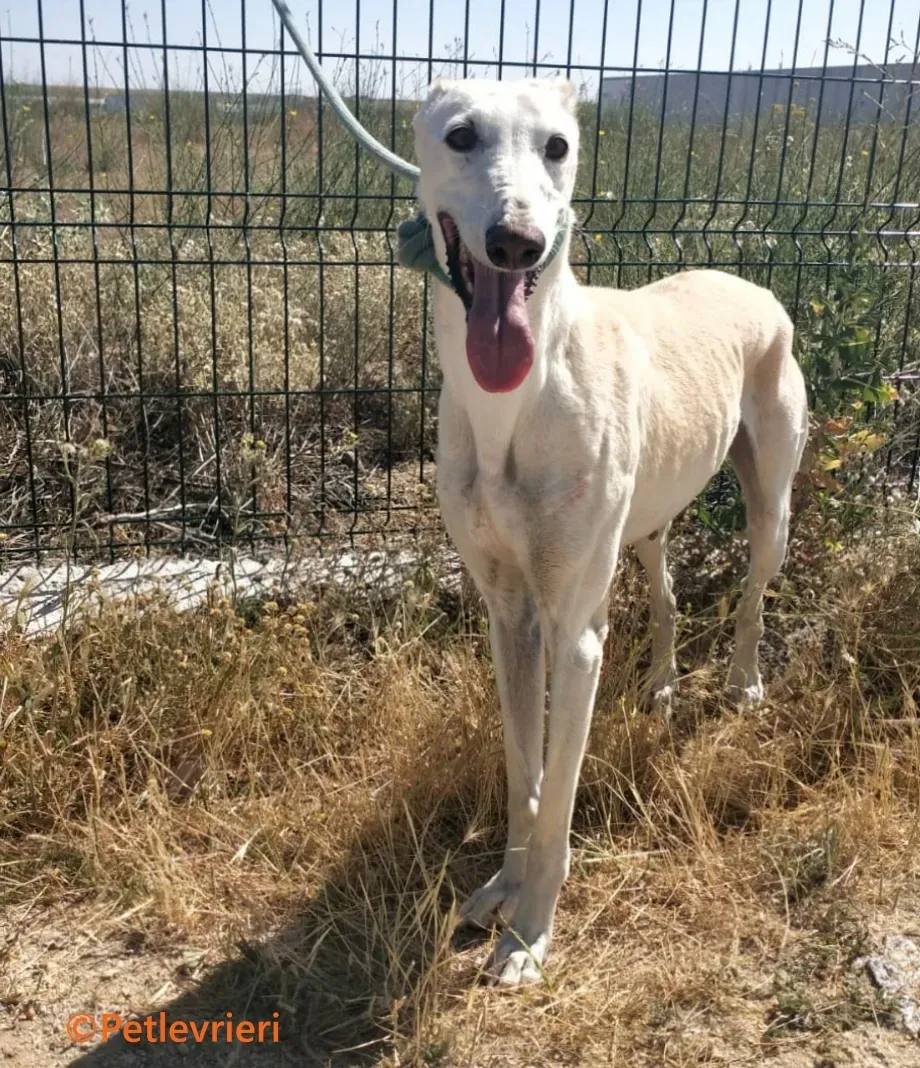 Indira galgo adozione pet levrieri onlus 4