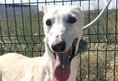 Indira galgo adozione pet levrieri onlus 5 e1691946152308