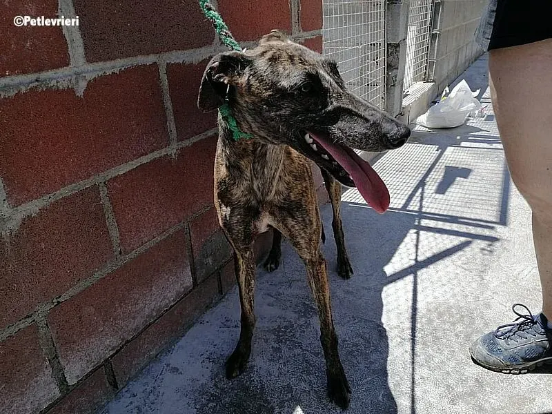 Inez adozione levrieri galgo