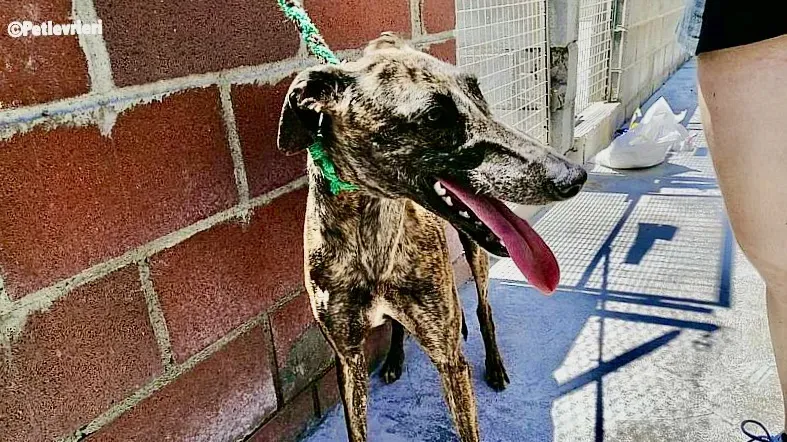Inez adozione levrieri galgo