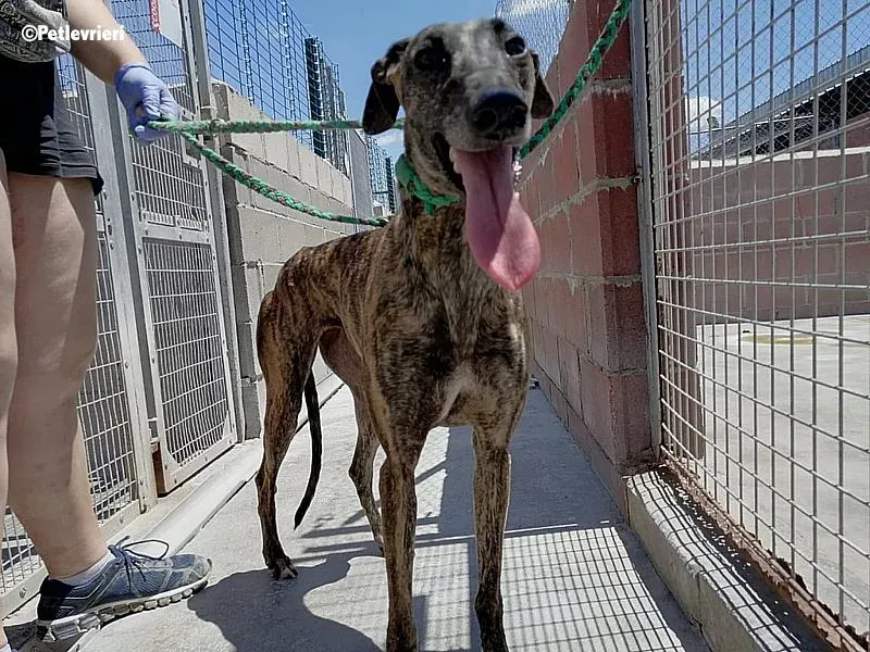 Inez adozione levrieri galgo 1