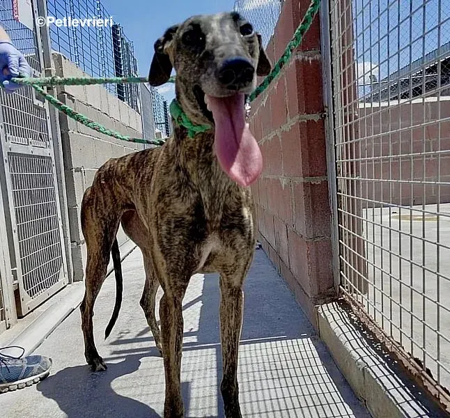 Inez adozione levrieri galgo 1