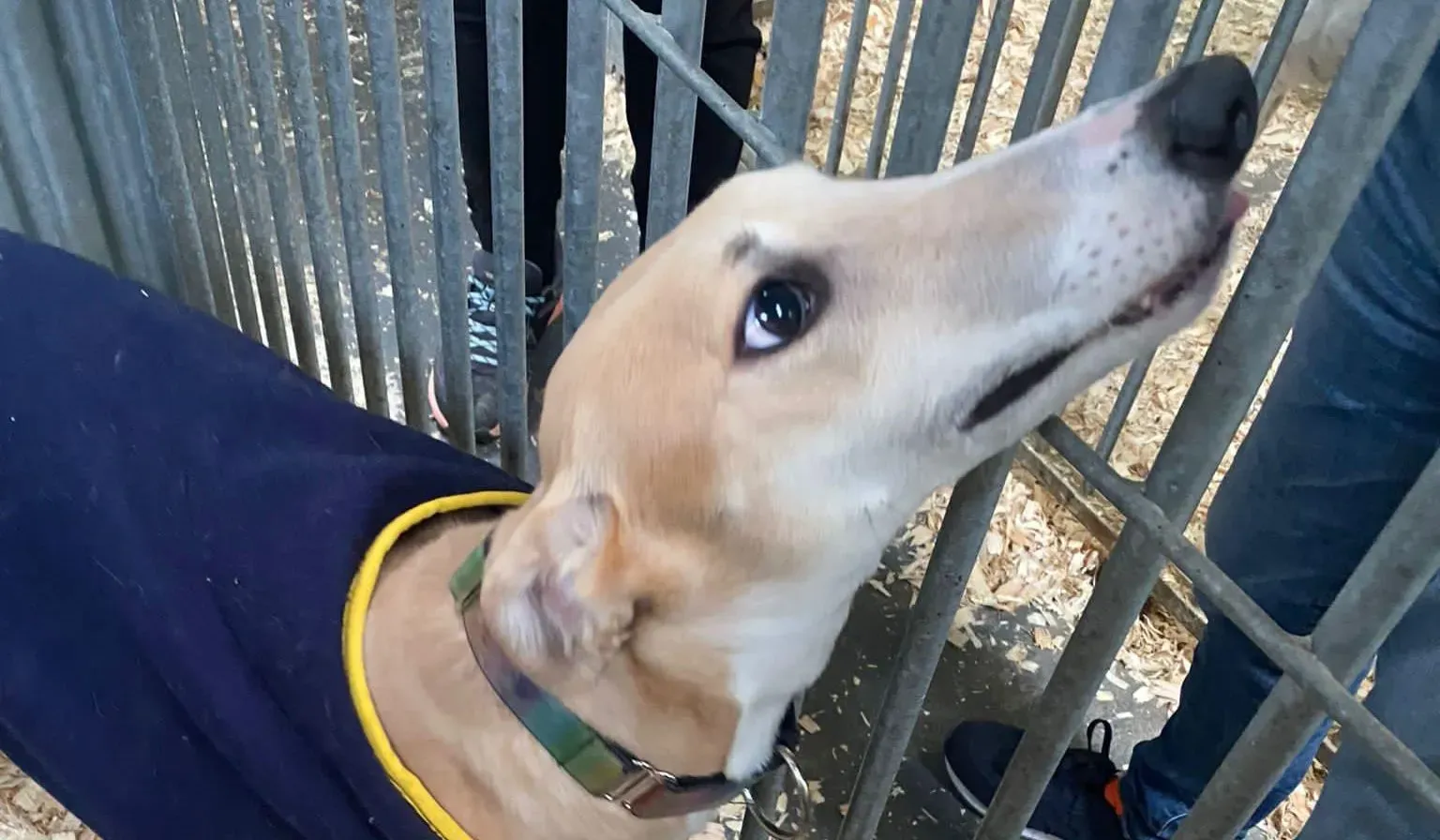 Io adozione levrieri greyhound 1 e1667332794938