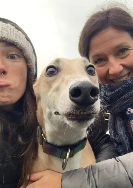 Io adozione levrieri greyhound 10