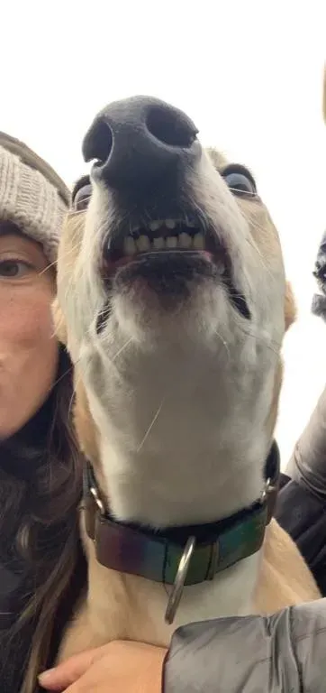 Io adozione levrieri greyhound 11