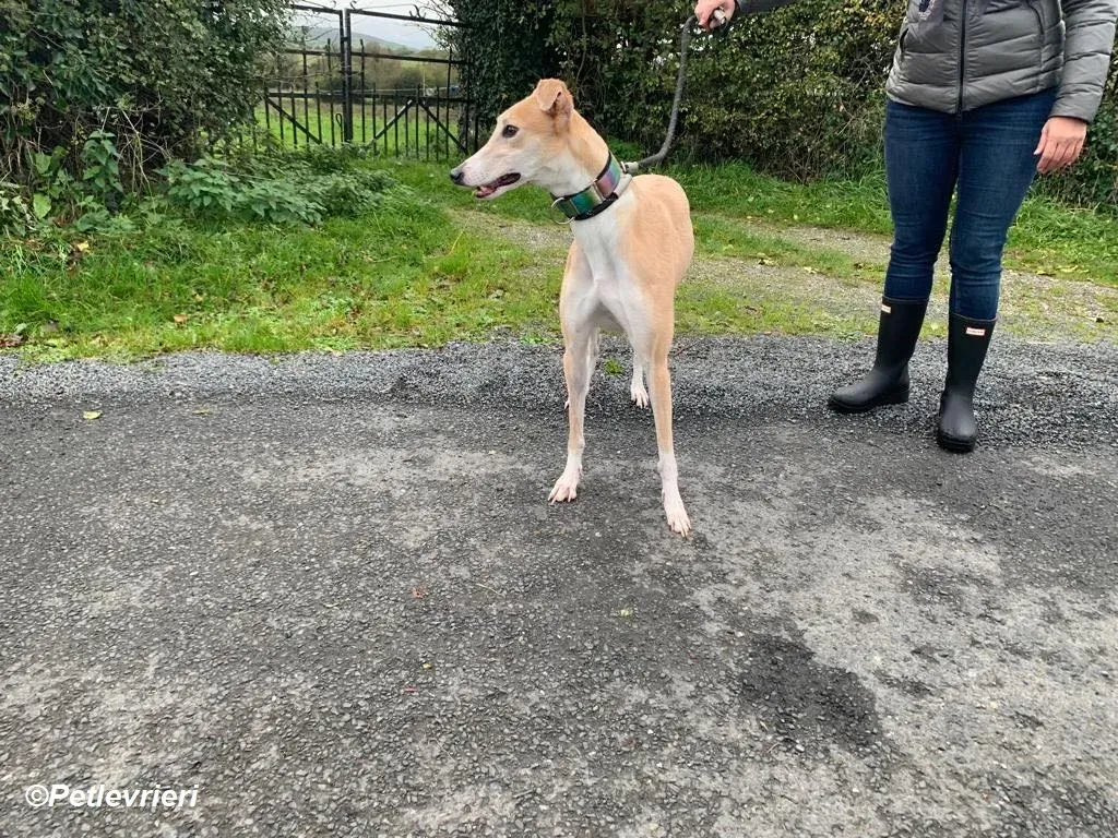 Io adozione levrieri greyhound 12