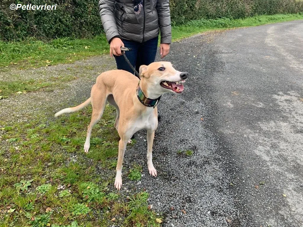 Io adozione levrieri greyhound 13