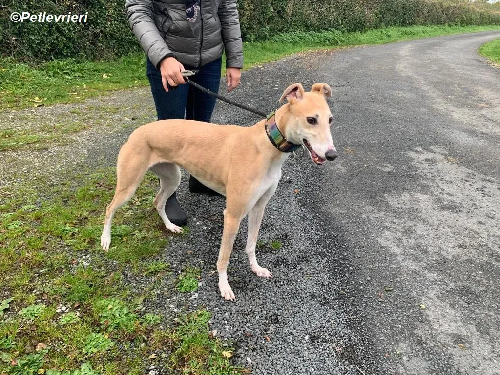 Io adozione levrieri greyhound 14