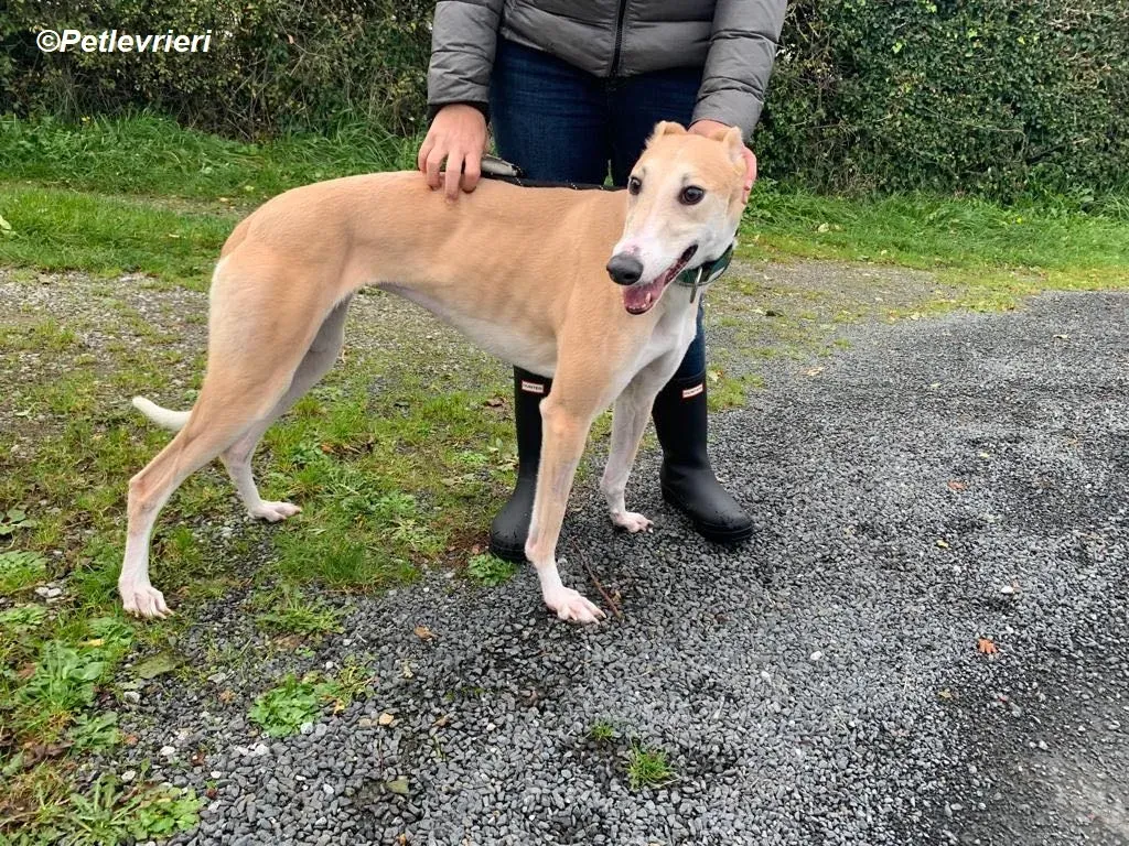 Io adozione levrieri greyhound 15