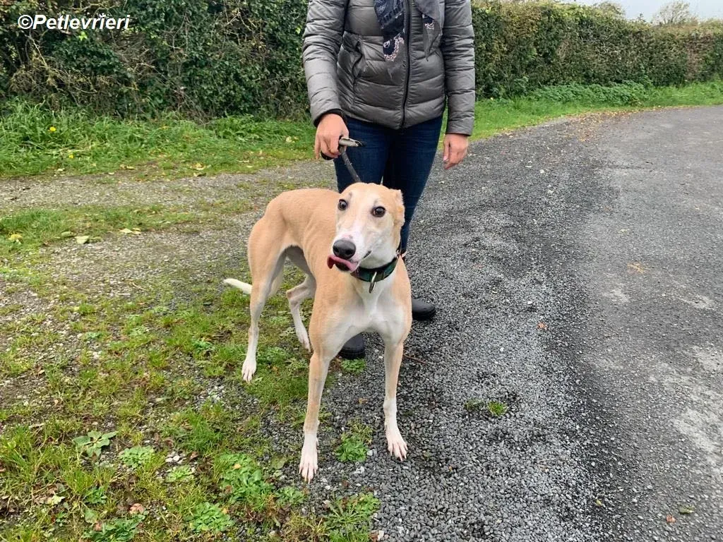 Io adozione levrieri greyhound 16
