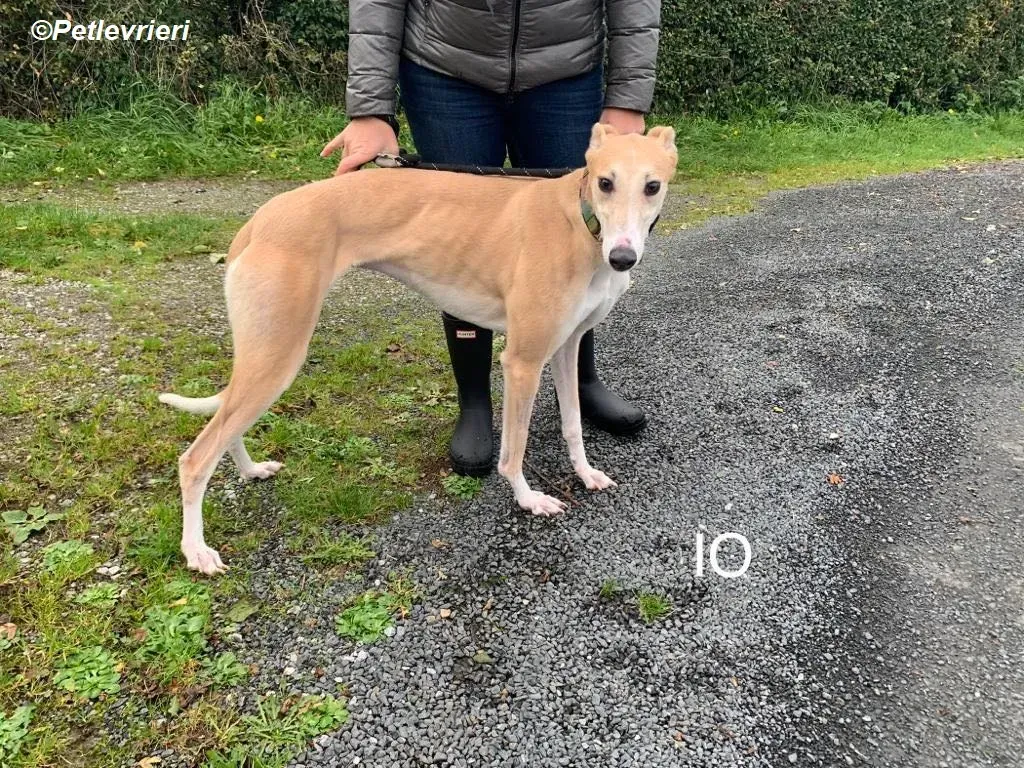 Io adozione levrieri greyhound 17