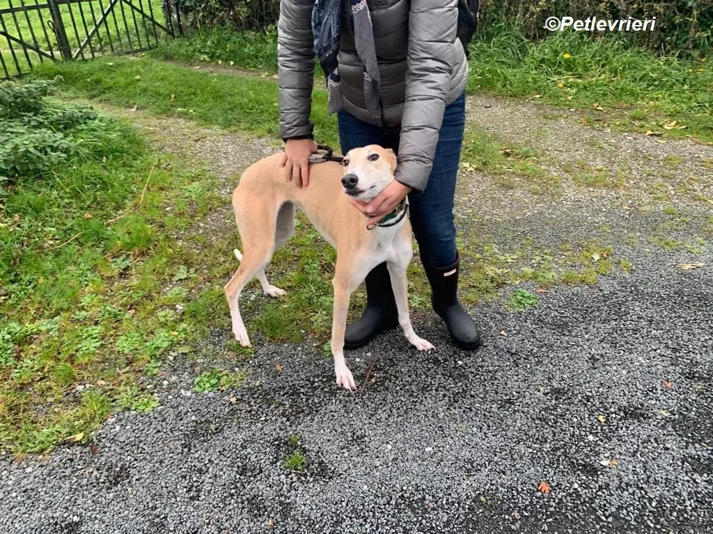 Io adozione levrieri greyhound 18