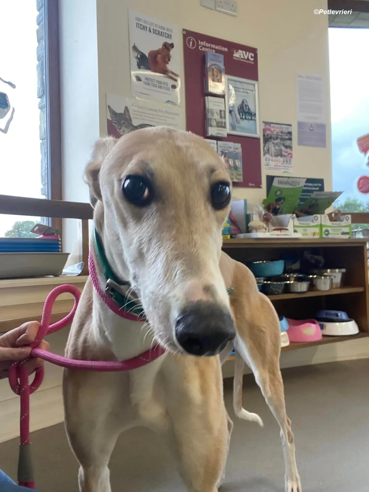 Io adozione levrieri greyhound 19