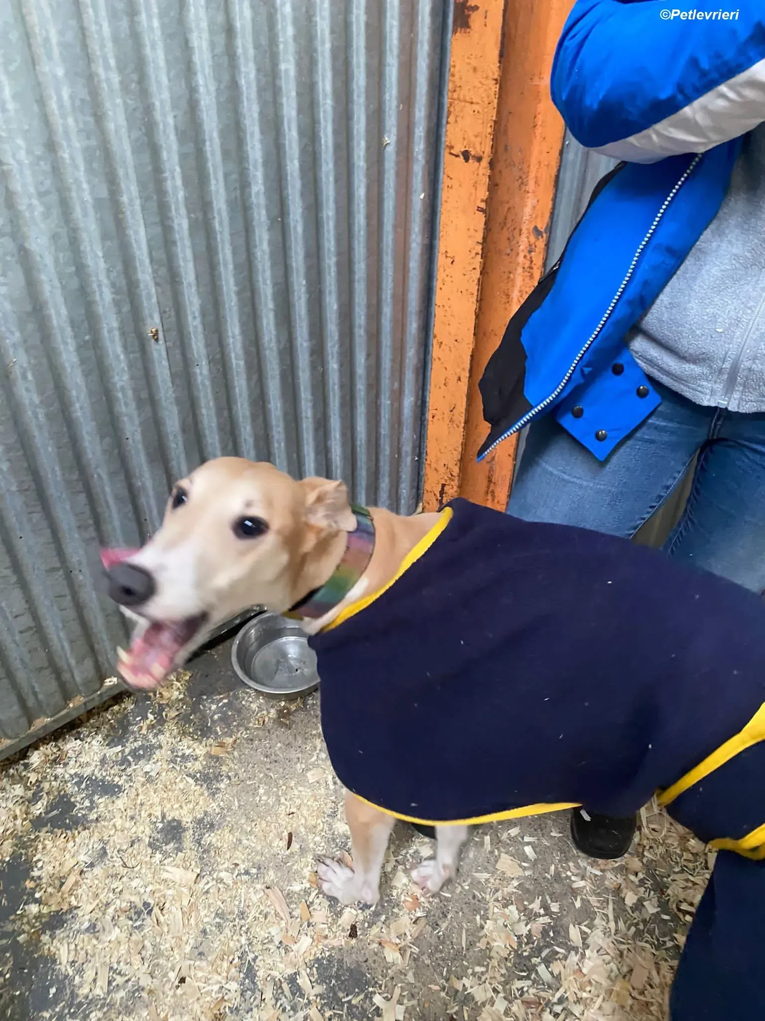 Io adozione levrieri greyhound 2