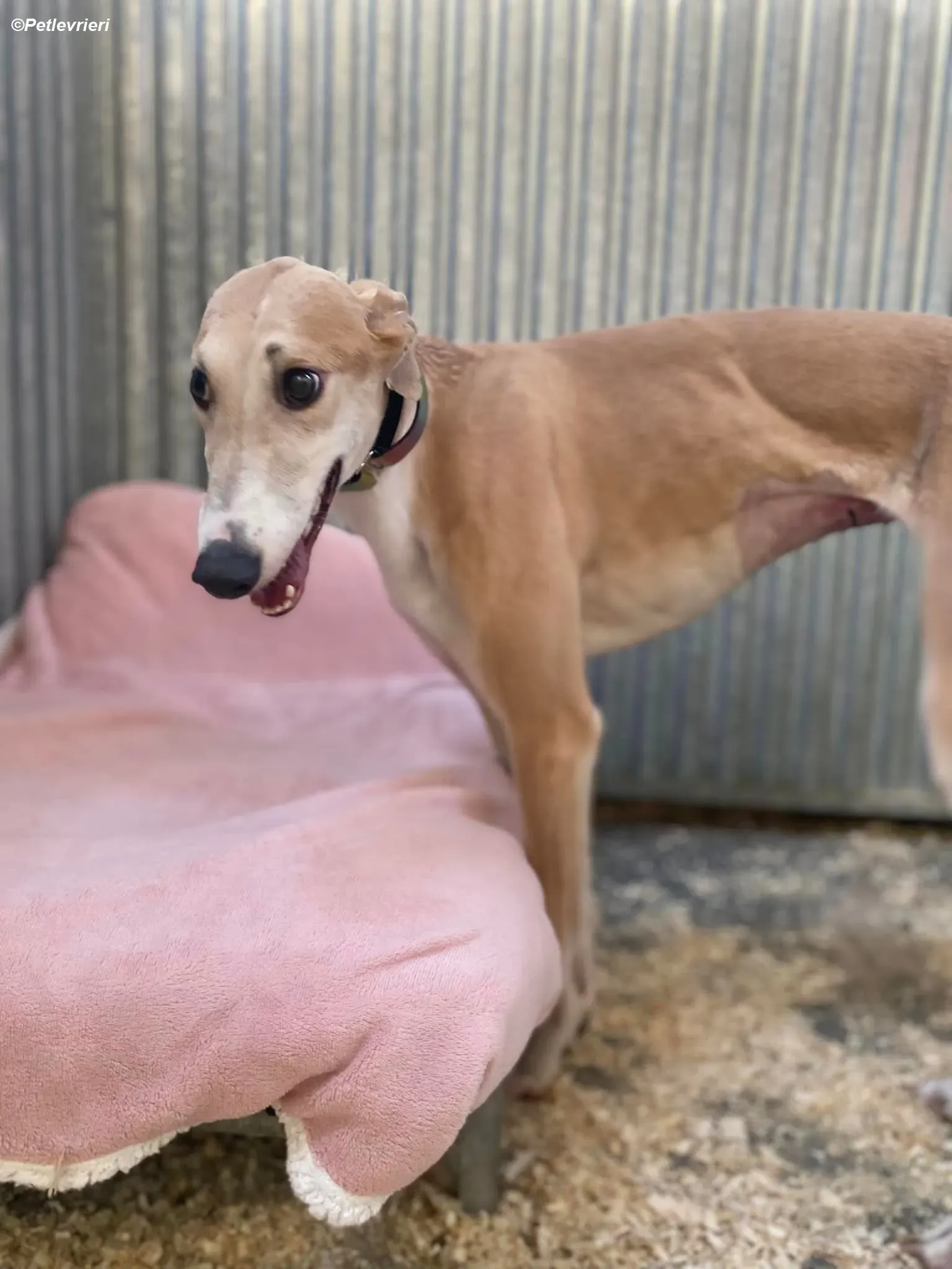 Io adozione levrieri greyhound 20