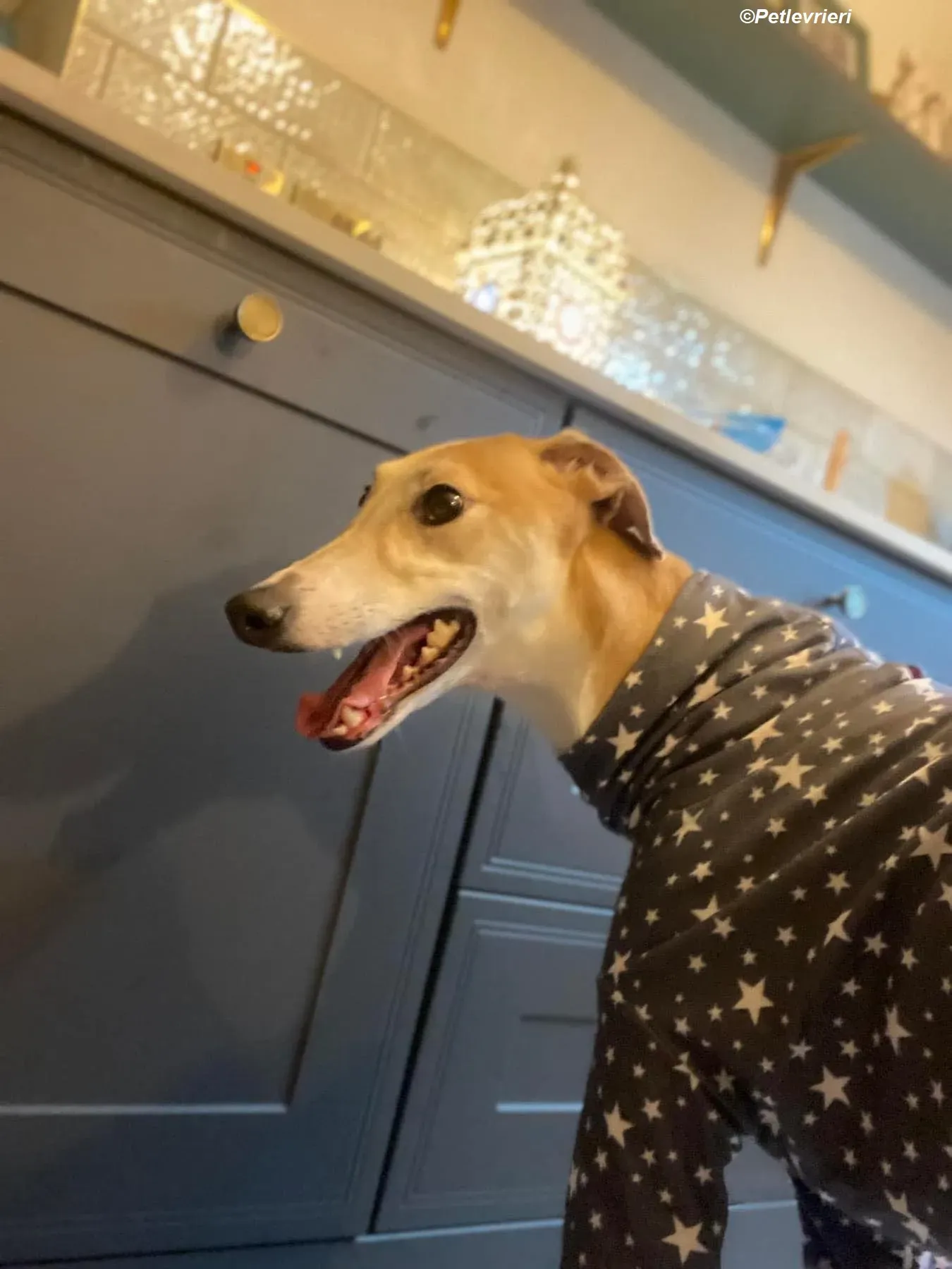 Io adozione levrieri greyhound 21 1