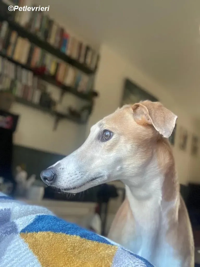 Io adozione levrieri greyhound 22 1