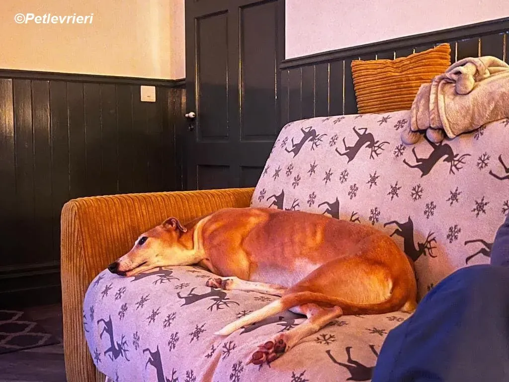 Io adozione levrieri greyhound 22