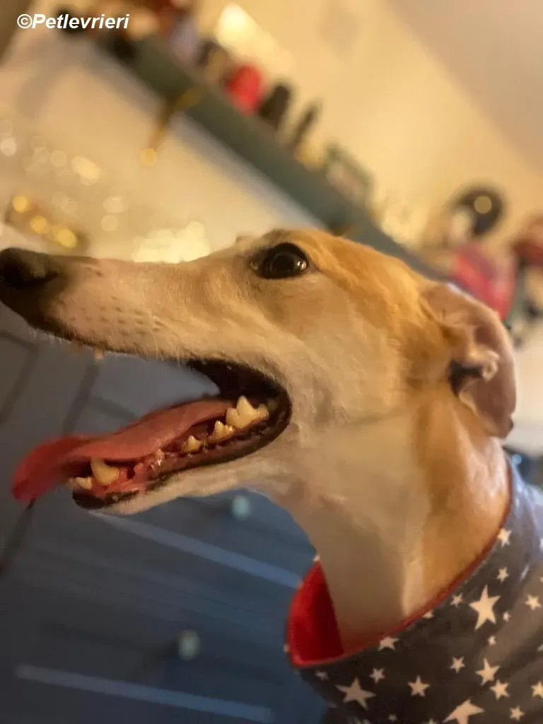 Io adozione levrieri greyhound 23