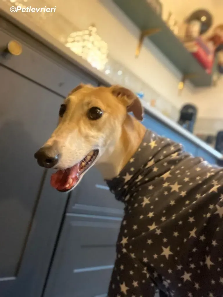 Io adozione levrieri greyhound 24