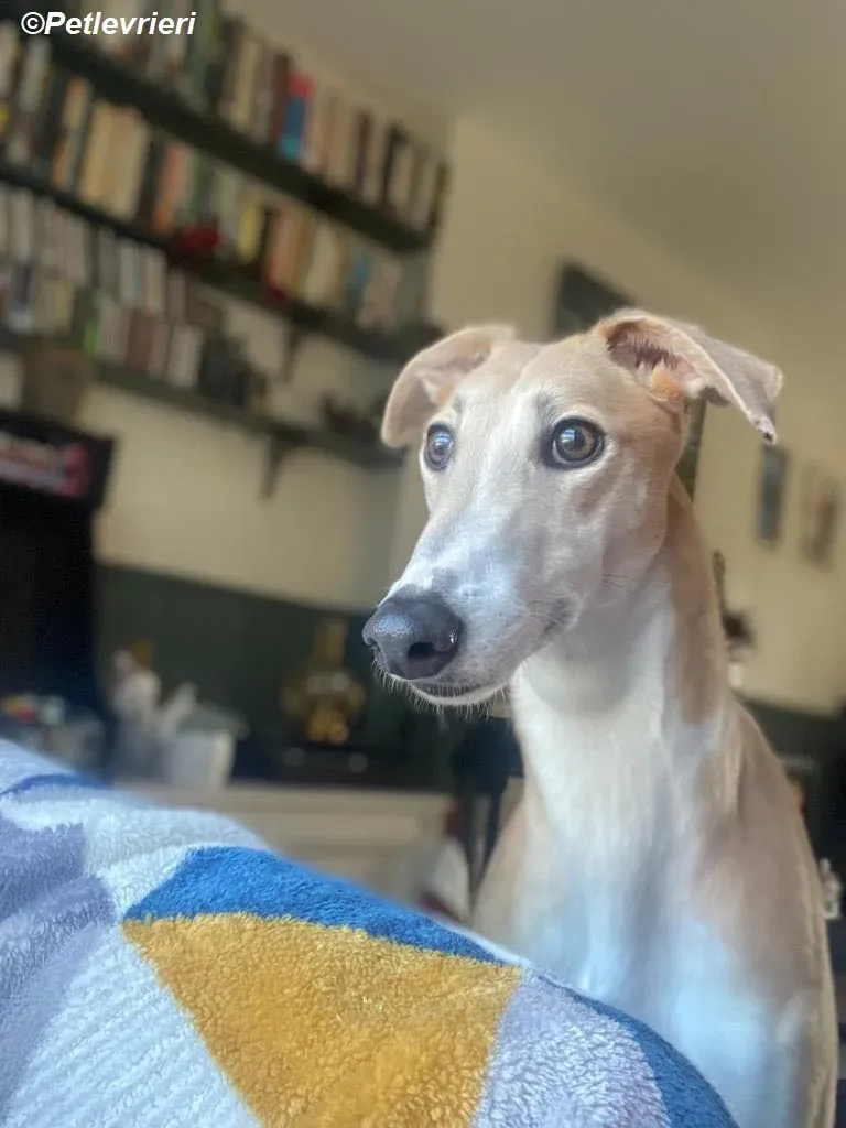 Io adozione levrieri greyhound 25