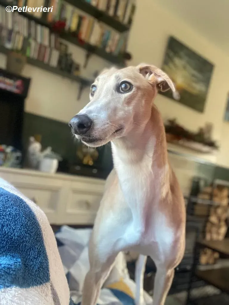 Io adozione levrieri greyhound 26