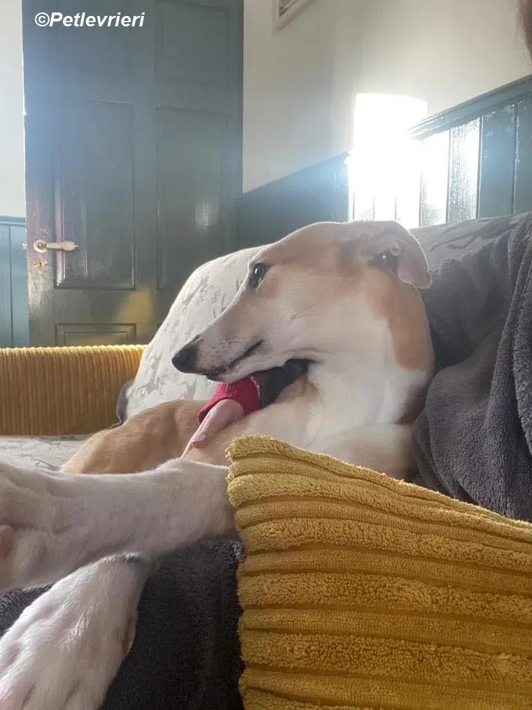 Io adozione levrieri greyhound 27