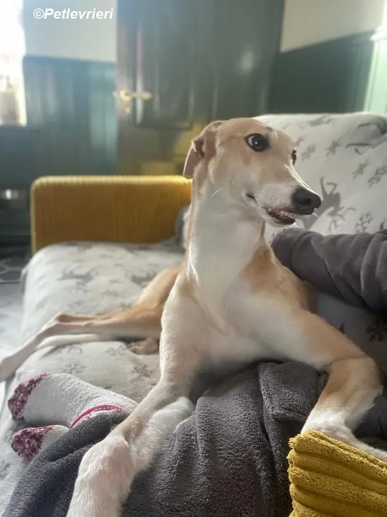 Io adozione levrieri greyhound 28