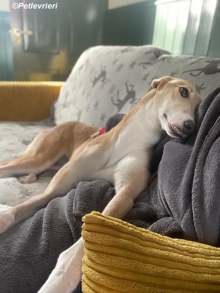 Io adozione levrieri greyhound 29