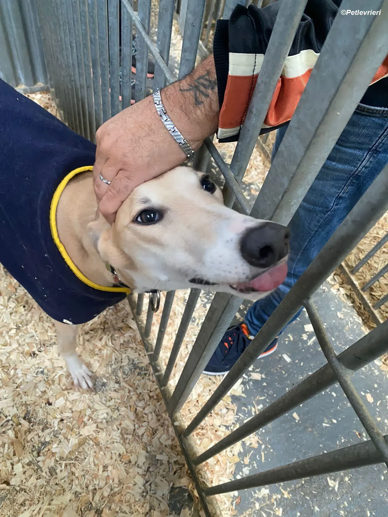 Io adozione levrieri greyhound 3