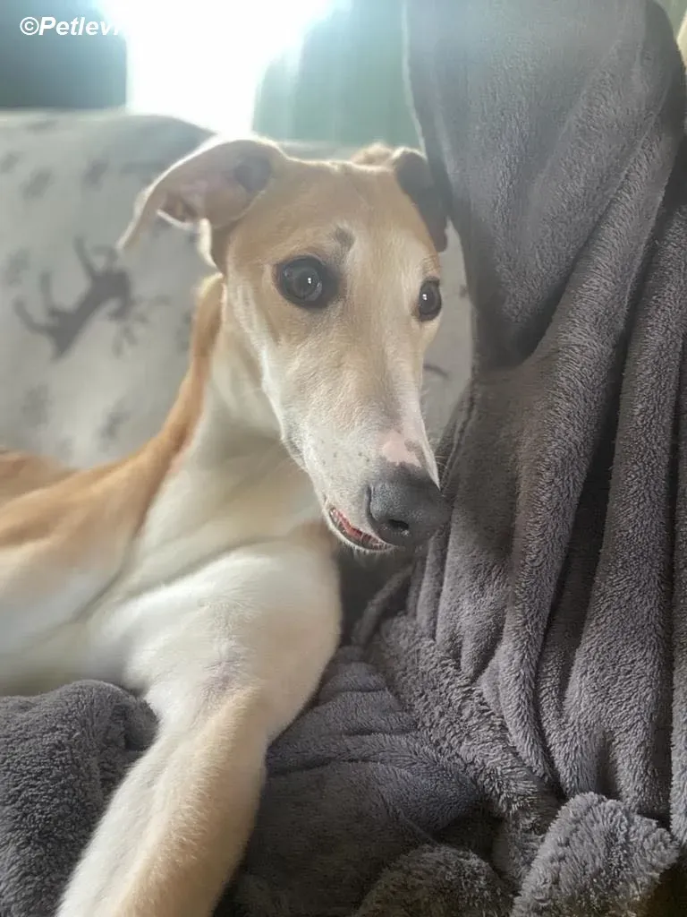 Io adozione levrieri greyhound 30